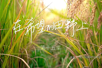 在希望的田野上 15